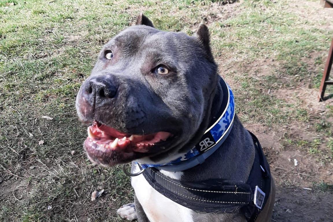 Esslingen: Afghane tritt brutal auf Hund ein und sticht Gassiwalker nieder