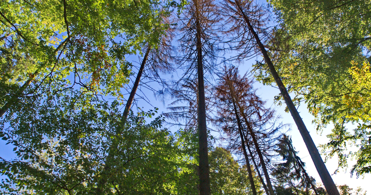 Der Hochleithenwald im Kampf um die Zukunft: Ein Streit um Natur und Profit