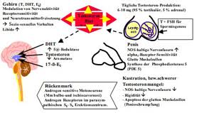 Testosteron: Das verkannte Hormon der Gesellschaft
