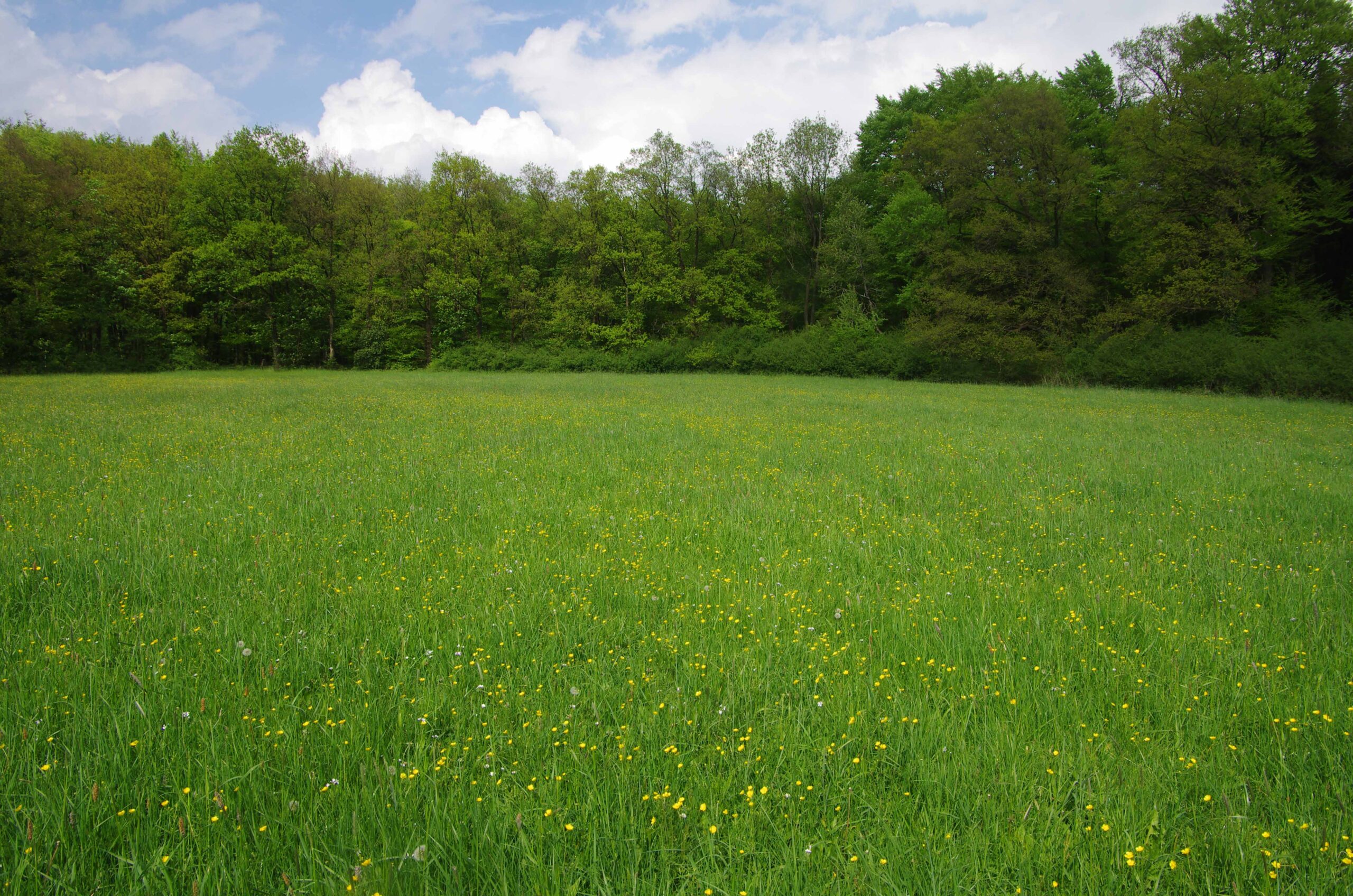Messerblut in Linz: Strukturelle Defizite statt Sicherheit