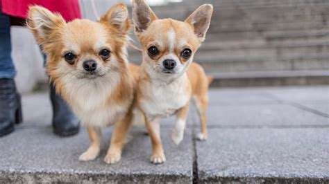 Zwei Leben zerstört – Mann aus Sebnitz tritt zwei Chihuahuas zu Tode